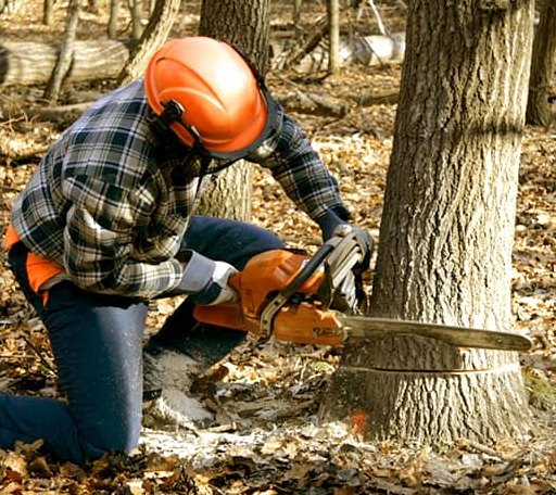 Tree Removal in Cyril, OK